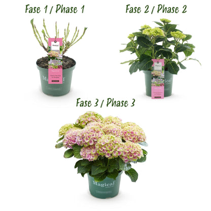 Buitenplant - Hydrangea Magical Jewel Pink - Bloeiend - Pot Ø 23cm Hoogte ↕ 55cm