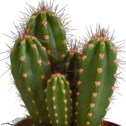 Kamerplant 3x Cereus mix - in Mexicaanse pot - Pot Ø 10,5cm