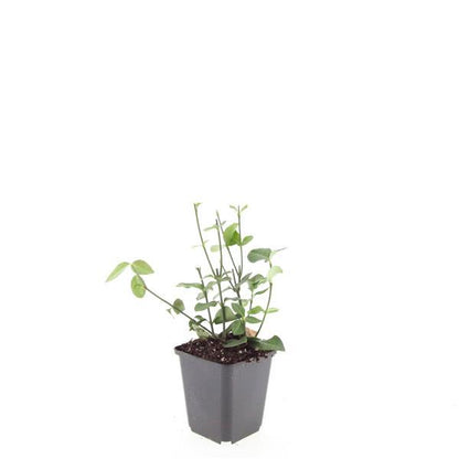 Buitenplant 24x Euonymus fort. 'Coloratus' - Bladhoudend - Pot Ø 9cm Hoogte ↕ 10-25cm