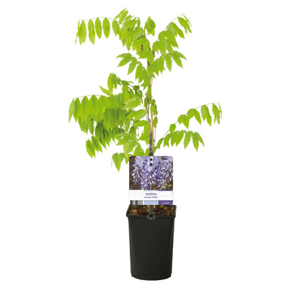 Buitenplant - Wisteria floribunda 'Prolific' - Bloeiend - Pot Ø 11cm Hoogte ↕ 40cm