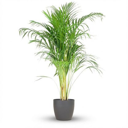 Kamerplant - Areca Palm (Dypsis) inclusief Sierpot - Pot Ø 21cm Hoogte ↕ 100cm