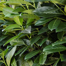 Buitenplant 8x Prunus laurocerasus Novita - Groenblijvend - Pot Ø 9cm Hoogte ↕ 30-35cm