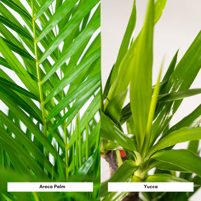 Kamerplant - Areca + Yucca Combi - Pot Ø 24cm / Ø 21cm Hoogte ↕ 130cm / ↕ 100cm