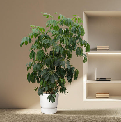 XL Kamerplant - Schefflera Amate - Pot Ø 45cm Hoogte ↕ 230cm