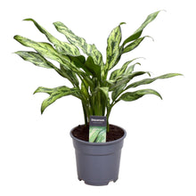 Kamerplant - Aglaonema Juliette - Pot Ø 12cm Hoogte ↕ 40cm