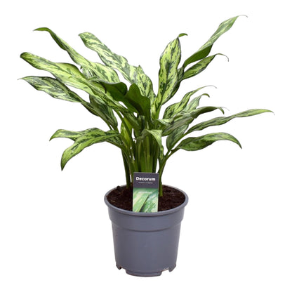 Kamerplant - Aglaonema Juliette - Pot Ø 12cm Hoogte ↕ 40cm