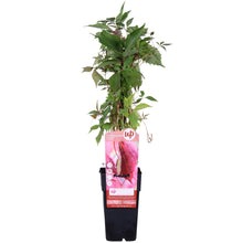 Buitenplant - Parthenocissus q. var. 'Engelmannii' - Klimplant - Pot Ø 15cm Hoogte ↕ 65cm