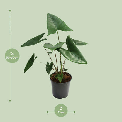 Kamerplant - Alocasia Zebrina - Pot Ø 21cm Hoogte ↕ 80cm