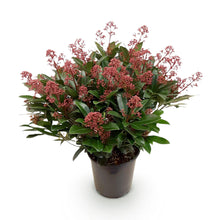 Buitenplant - Skimmia japonica Rubella - Winterhard - Pot Ø 19cm Hoogte ↕ 60cm