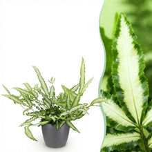 Kamerplant - Pteris cretica Albolineata Lintvaren - Pot Ø 12cm Hoogte ↕ 20cm