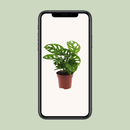 Kamerplant - Monstera Monkey Leaf (Gatenplant) - Pot Ø 12cm Hoogte ↕ 30cm