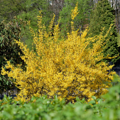 Buitenplant - Forsythia intermedia 'Goldrauch' - Bloeiend - Pot Ø 17cm Hoogte ↕ 45cm
