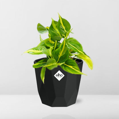 Kamerplant - Philodendron Scandens 'Brasil' - Pot Ø 14cm