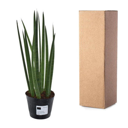 Kamerplant - Sansevieria cylindrica 'Bacularis' Mikado - Pot Ø 10.5cm Hoogte ↕ 38cm