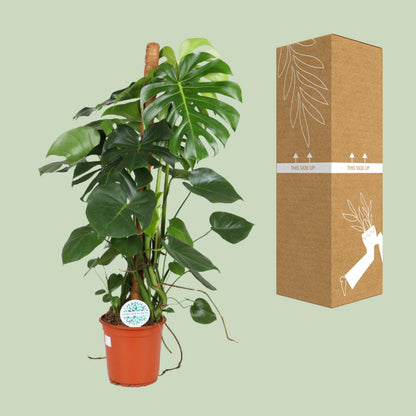 Kamerplant - Monstera Deliciosa - Hoogte ↕ 32-180cm