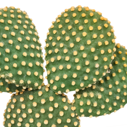 Kamerplant - Opuntia microdasys - Hoogte ↕ 17cm