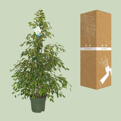 Kamerplant - Ficus Benjamina Golden King - Pot Ø 27cm Hoogte ↕ 130cm