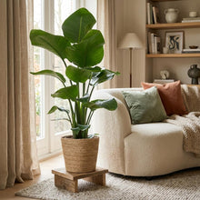 Kamerplant - Strelitzia Nicolai - Incl. zeegras mand - Pot Ø 21cm Hoogte ↕ 80cm