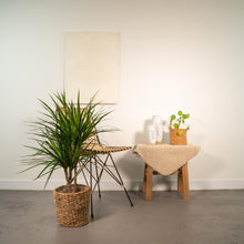 Kamerplant - Dracaena Marginata - Pot Ø 17cm Hoogte ↕ 90cm