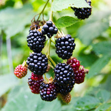 Buitenplant 2x Rubus fruticosus 'Triple Crown' - Braam - Pot Ø 11cm Hoogte ↕ 40cm