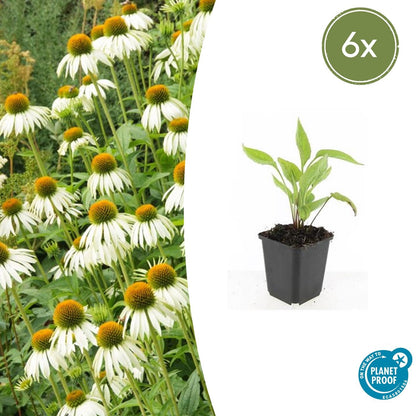 Buitenplant 6x Echinacea purpurea 'White Swan' - Bloeiend - Pot Ø 9cm Hoogte ↕ 10-25cm
