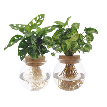 Kamerplant 2x Bolglas Duo Monstera Adansonii & Syngonium Green - Pot Ø 12cm Hoogte ↕ 30cm