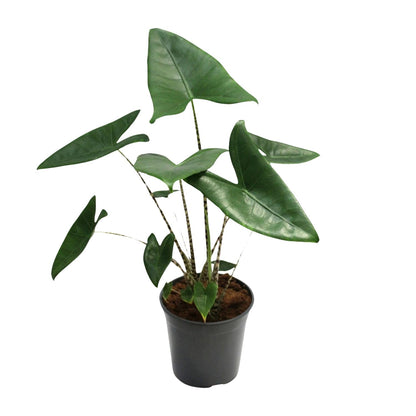 Kamerplant - Alocasia Zebrina - Pot Ø 21cm Hoogte ↕ 80cm
