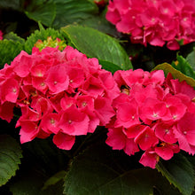 Buitenplant - Hortensia Hydrangea macrophylla Red - Bloeiend - Pot Ø 17cm Hoogte ↕ 30cm
