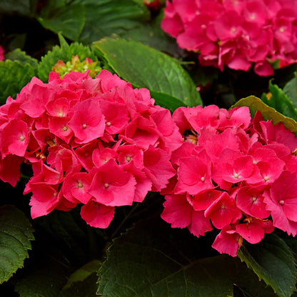 Buitenplant - Hortensia Hydrangea macrophylla Red - Bloeiend - Pot Ø 17cm Hoogte ↕ 30cm