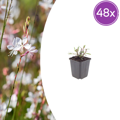 Buitenplant 48x Gaura l. 'Whirling Butterflies' - Bloeiend - Pot Ø 9cm Hoogte ↕ 10-25cm