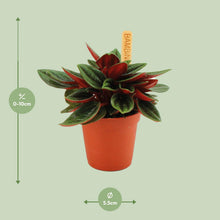 Kamerplant - Peperomia Caperata Rosso - Pot Ø 6cm Hoogte ↕ 10cm