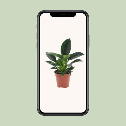 Kamerplant - Philodendron Green Princess - Pot Ø 12cm Hoogte ↕ 25cm