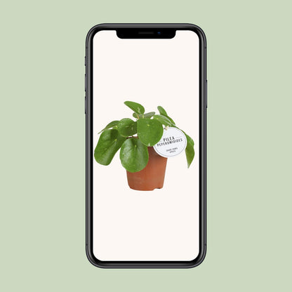 Kamerplant - Pilea White Splash - Pot Ø 13cm Hoogte ↕ 20cm