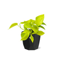 Kamerplant - Epipremnum Pinnatum 'Golden Pothos' - Hangplant - Pot Ø 14cm