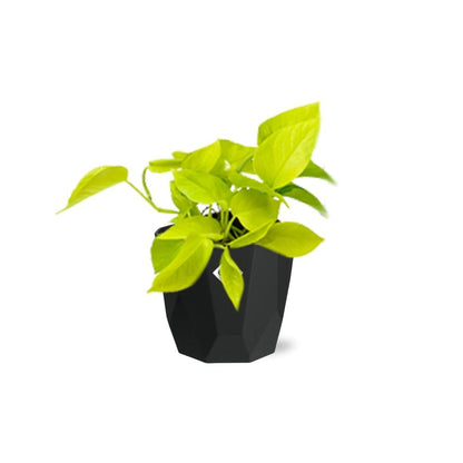 Kamerplant - Epipremnum Pinnatum 'Golden Pothos' - Hangplant - Pot Ø 14cm
