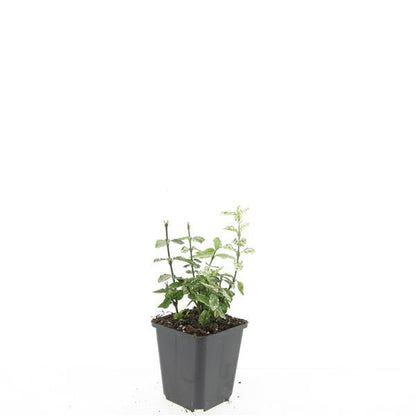 Buitenplant 48x Euonymus fort. 'Harlequin' - Pot Ø 9cm Hoogte ↕ 10-25cm