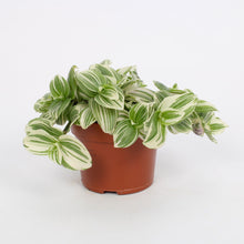 Kamerplant - Tradescantia Abliflora Giant 'White Beach' - Pot Ø 12cm Hoogte ↕ 17cm
