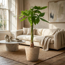 Kamerplant - Pachira Aquatica - Met zeegras mand - Pot Ø 21cm Hoogte ↕ 80cm