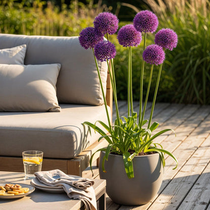 Buitenplant 40x Allium 'Purple Rain' - Bloembollen Paars - Bolmaat 10/12