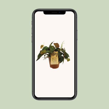 Kamerplant - Philodendron Micans - Pot Ø 15cm Hoogte ↕ 40cm