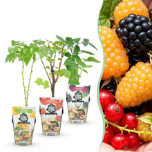 Buitenplant 3x Fruitplanten Tricolour - Rode Bes, Framboos, Zwarte Braam - Pot Ø 9cm