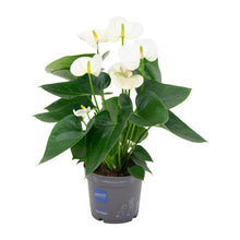 Kamerplant - Anthurium White - Bloeiend - Pot Ø 12cm Hoogte ↕ 43cm