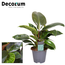 Kamerplant - Philodendron Maximus - Pot Ø 14cm Hoogte ↕ 30cm