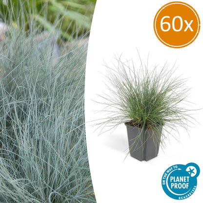 Buitenplant 60x Festuca glauca 'Elijah Bleu' - Pot Ø 9cm Hoogte ↕ 10-25cm