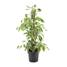 Kamerplant - Ficus Benjamina Golden King - Pot Ø 17cm Hoogte ↕ 70cm
