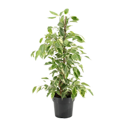 Kamerplant - Ficus Benjamina Golden King - Pot Ø 17cm Hoogte ↕ 70cm