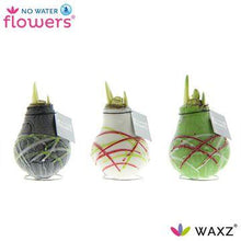 Kamerplant 3x Waxz Art Picasso - Pot Ø 7cm Hoogte ↕ 15cm