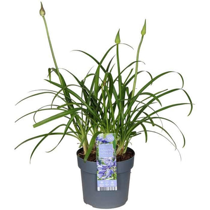 Buitenplant - Agapanthus 'Ever Sapphire' - Bloeiend - Pot Ø 19cm Hoogte ↕ 75cm