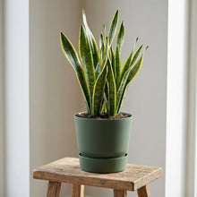 Sierpot - Greenville Round Leaf - Ø 25cm - Groen