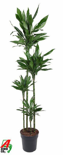 XL Kamerplant - Dracaena Janet Lind - Hoogte ↕ 180cm